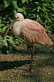 Zoo Schmiding 015